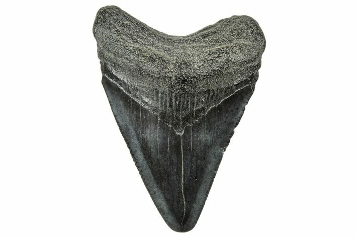 Serrated, Juvenile Megalodon Tooth - South Carolina #326361